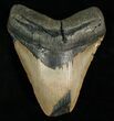 Bargain Megalodon Tooth #4983-1